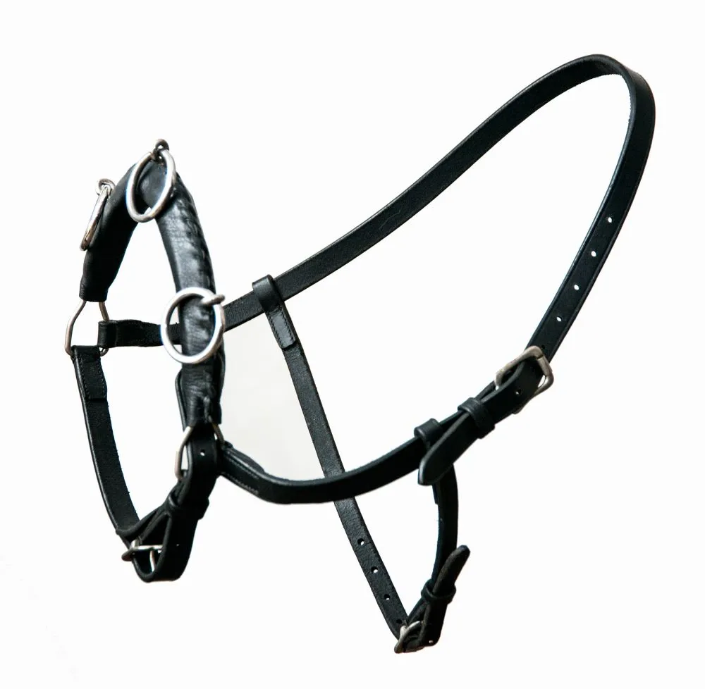 Hestagallery Kaptoom